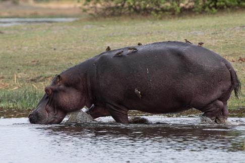 Walking Hippo