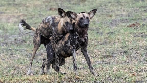 Wild Dogs mating 1