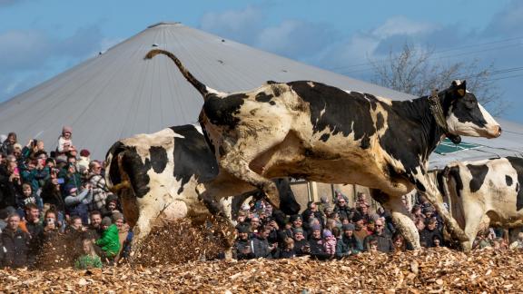 Happy cows