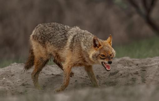 Golden Jackal 104