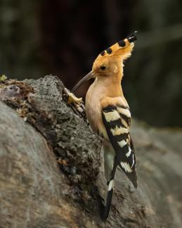 Hoopoe Brings Food Home 103