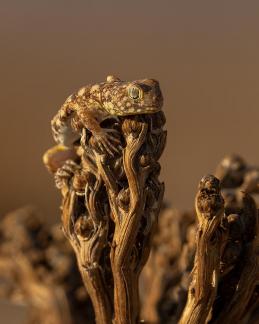 Barking Gecko on Small Bush