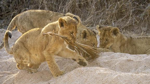 Lion Cubs Learn to Share