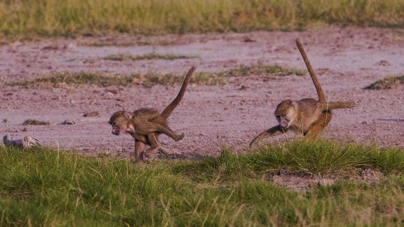 Baboon Youngsters Frolicking