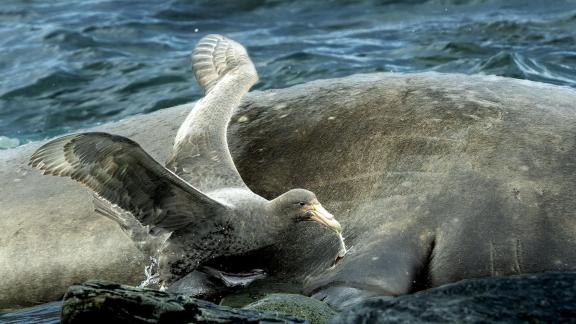 Giant Petrel Scavenging Elephant Se