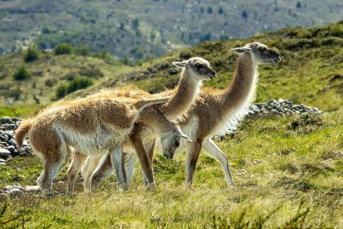 Guanaco Leg Over Friend