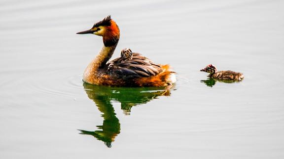 Great Crested Grebes 40