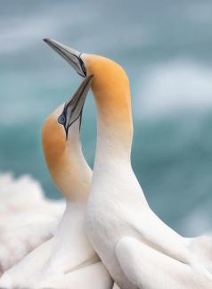 Gannet pairing