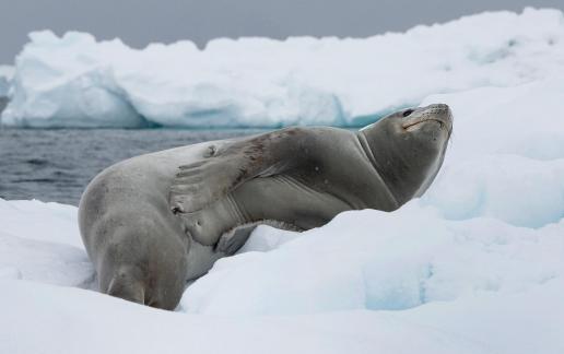 Weddell Seal on ice