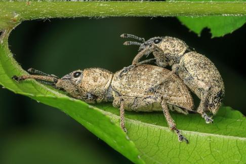 Weevil in Love 02