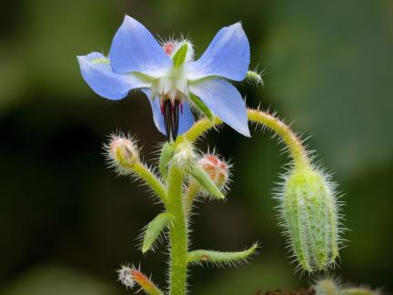 Borage flower 2