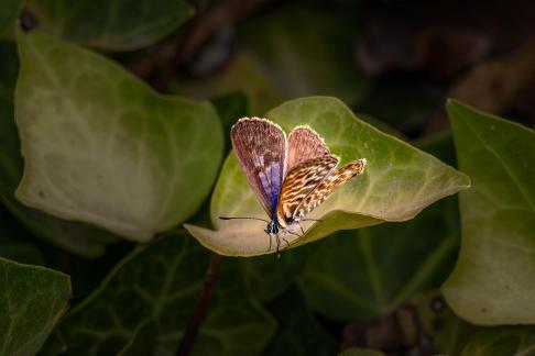 Long-tailed blue at Buskett