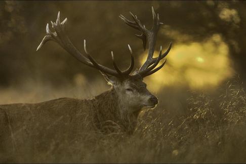 Stag