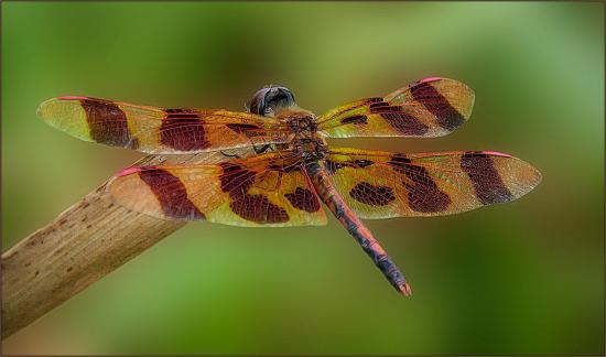 Halloween Pennant Dragonfly