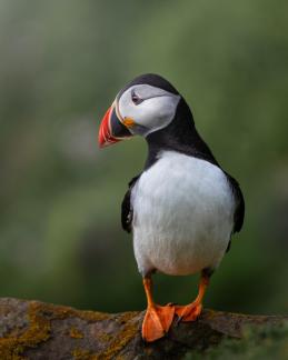 Puffin perfect