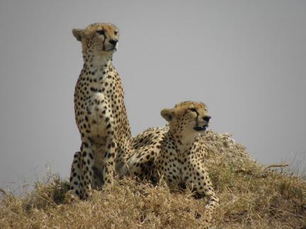 LEOPARD BROTHERS