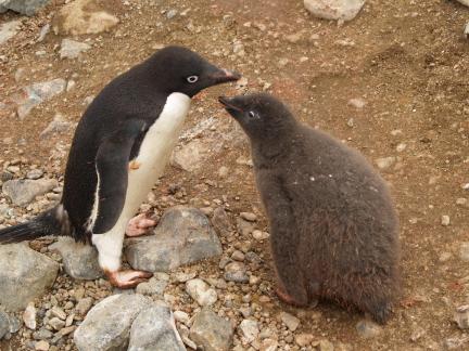 PENGUIN AND CHICK