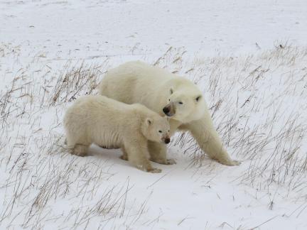 POLAR BEAR AND YEARLING CUB