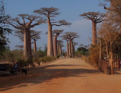 AVENUE OF THE BAOBABS