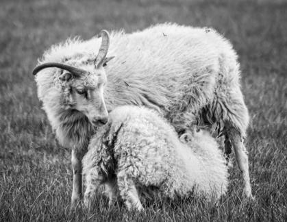 Motherhood of Sheep