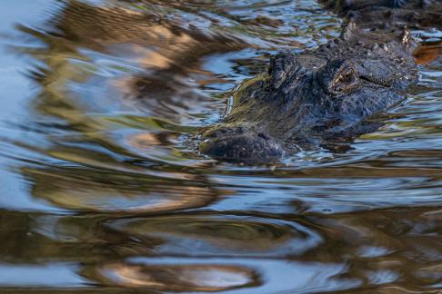 Alligator with reflection