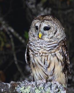 Barred owl