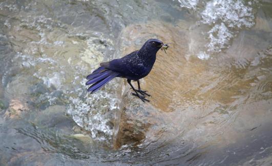 River birds foraging for food