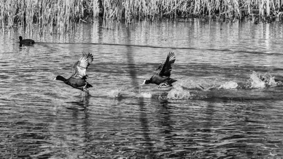 Racing Coots