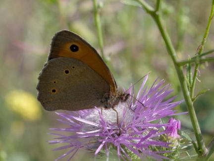 BUTTERFLY 10 DEC 24 A