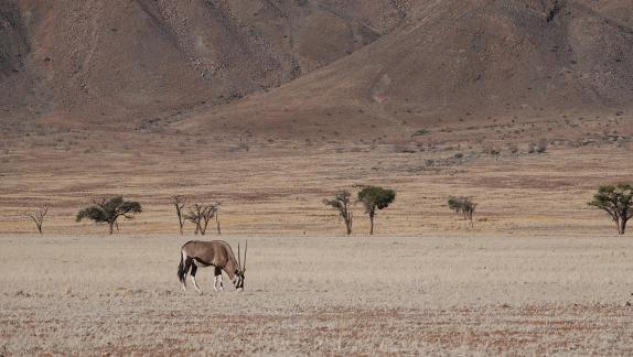 Gemsbok_7