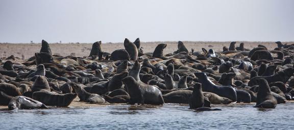 Sea lions_6