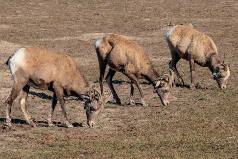 Row of Biggorn Sheep