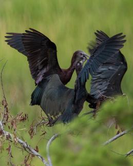 Glossy Ibis Family 8561