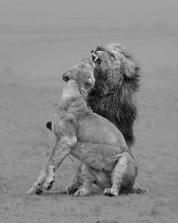 Loving lion couple