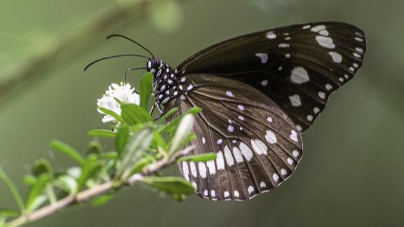 Common Crow Drinking Nectar