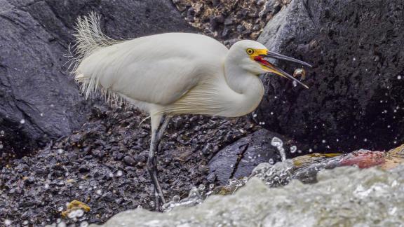 Egret Tossing Fish