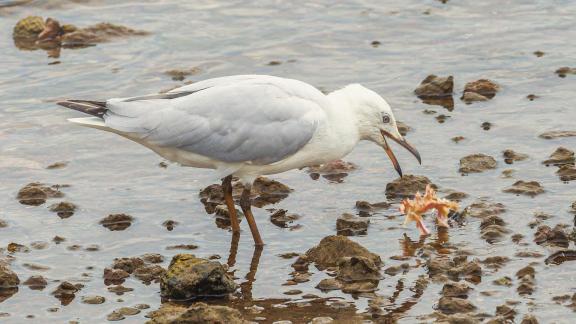 Gull Washing Food