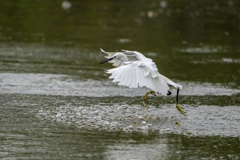 Dancing with Fish