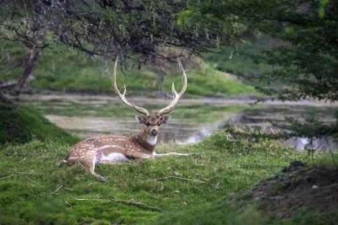 Resting Stag