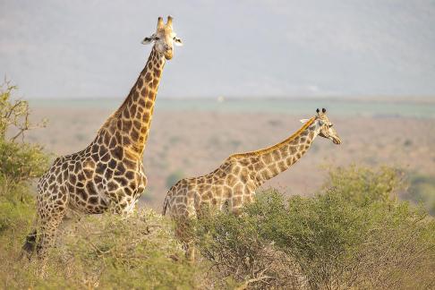 Pareja de jirafas