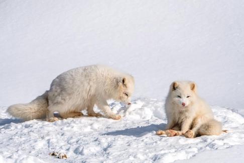 Arctic Fox 7