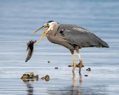 Great Blue Heron Miss His Catch