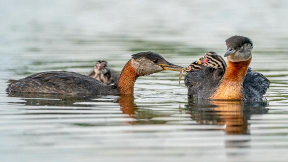 Red-necked grebe Babies 32