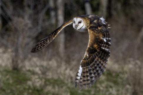 Barn Owl 28