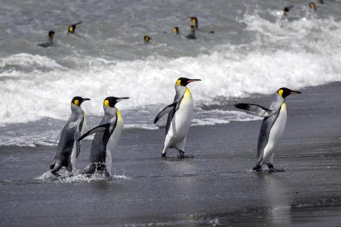 Four Penguins Going for Swim