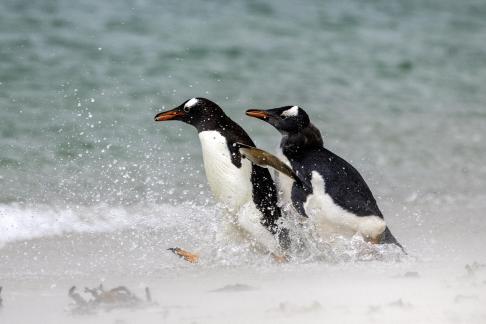 Gentto Penguins Splashing 5.jpg