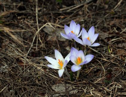 Crocus reticulatus 1