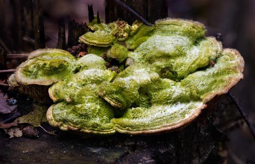 Trametes versicolor 1