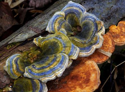 Trametes versicolor 2