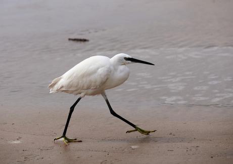 White heron